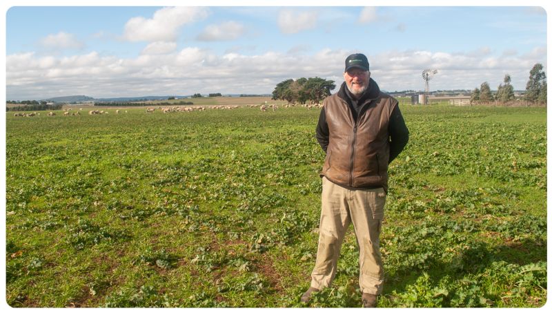 CHRIS POWELL IN PALLATON CROP FOUR WEEKS INTO ITS FOURTH GRAZING. 